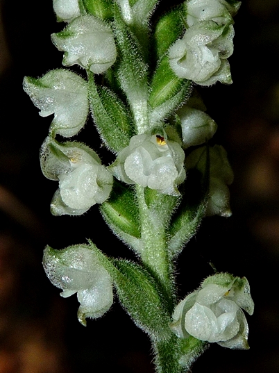 {Goodyera pubescens}